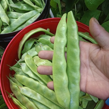 一点红油豆