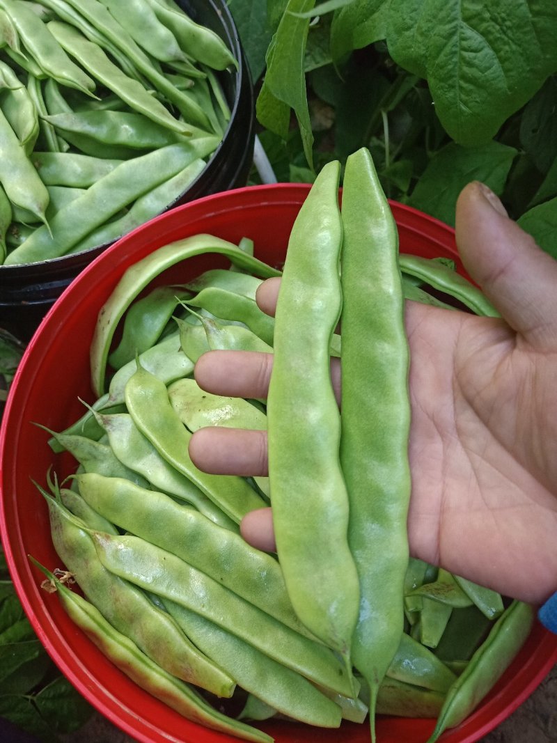 一点红油豆