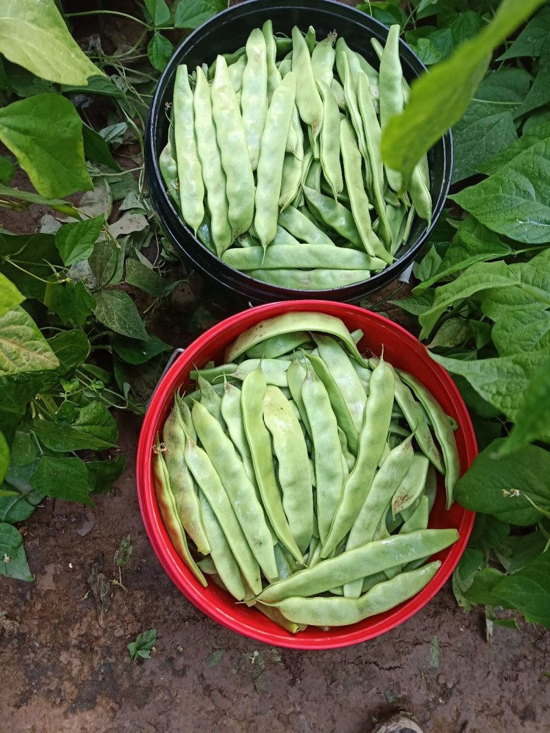 一点红油豆