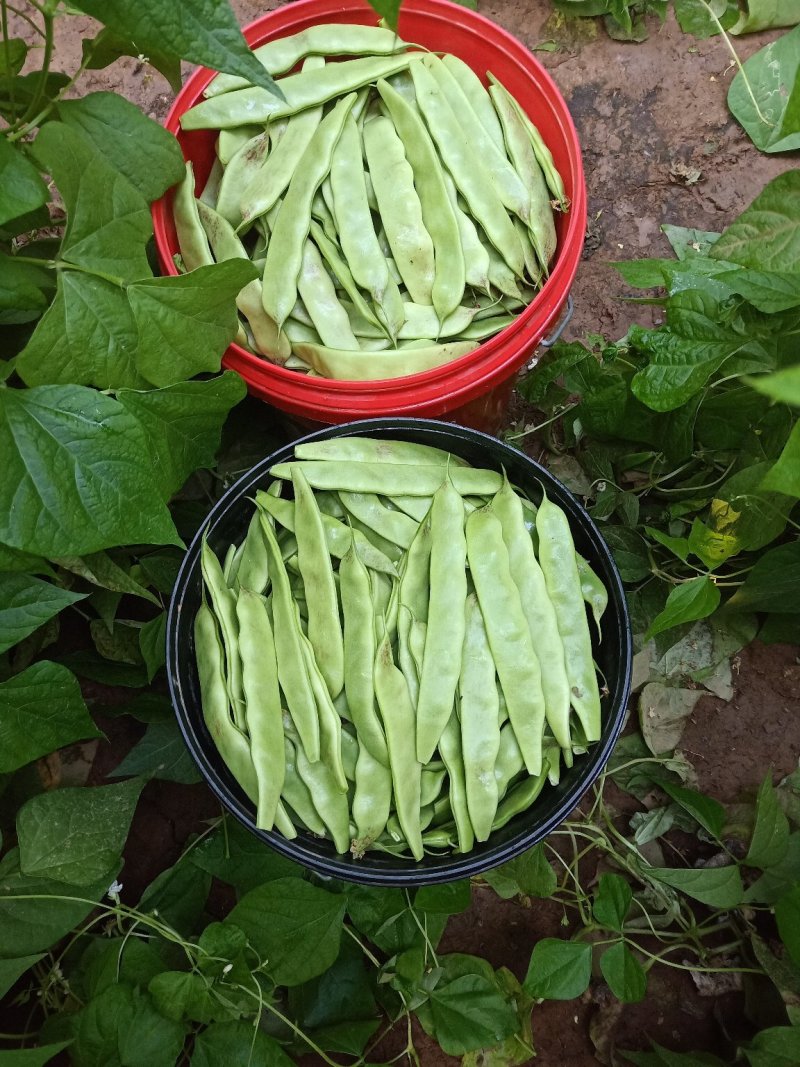 一点红油豆