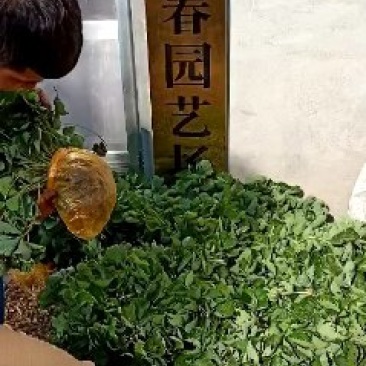 妙香七号草莓苗