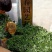 妙香七号草莓苗