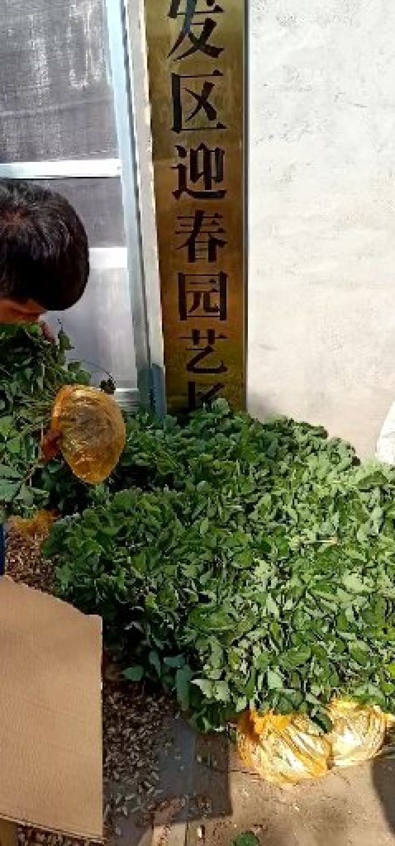 妙香七号草莓苗