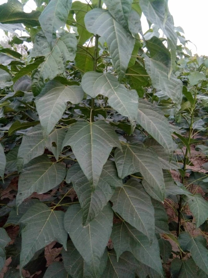 楸树