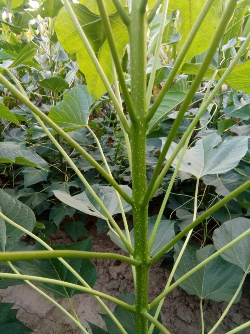 山东菏泽楸树