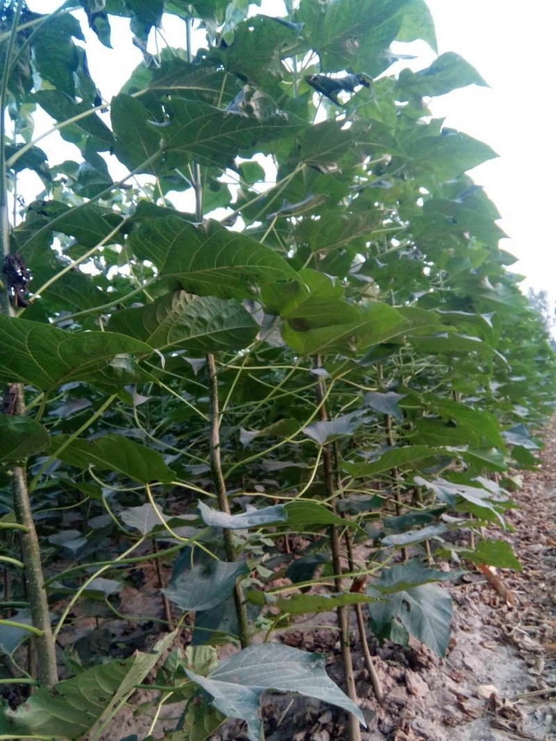 山东菏泽楸树