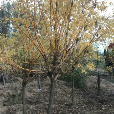 太阳李，金枝