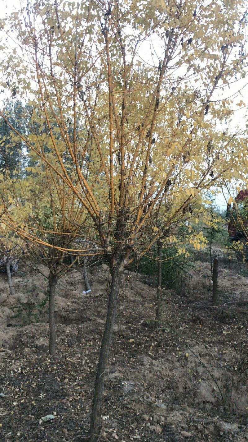 太阳李，金枝