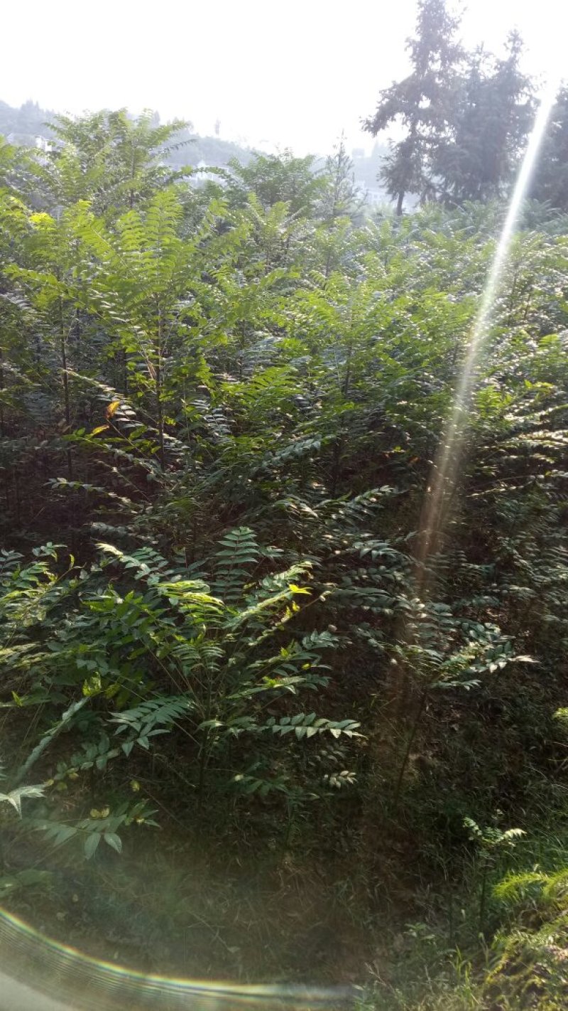 正宗本地红油香椿苗发芽早颜色红味香大量供应