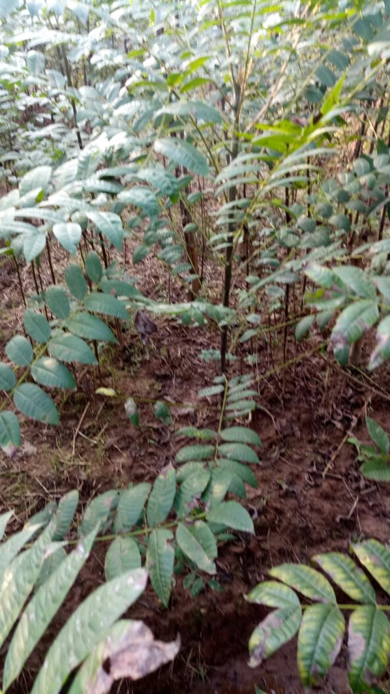 正宗本地红油香椿苗发芽早颜色红味香大量供应