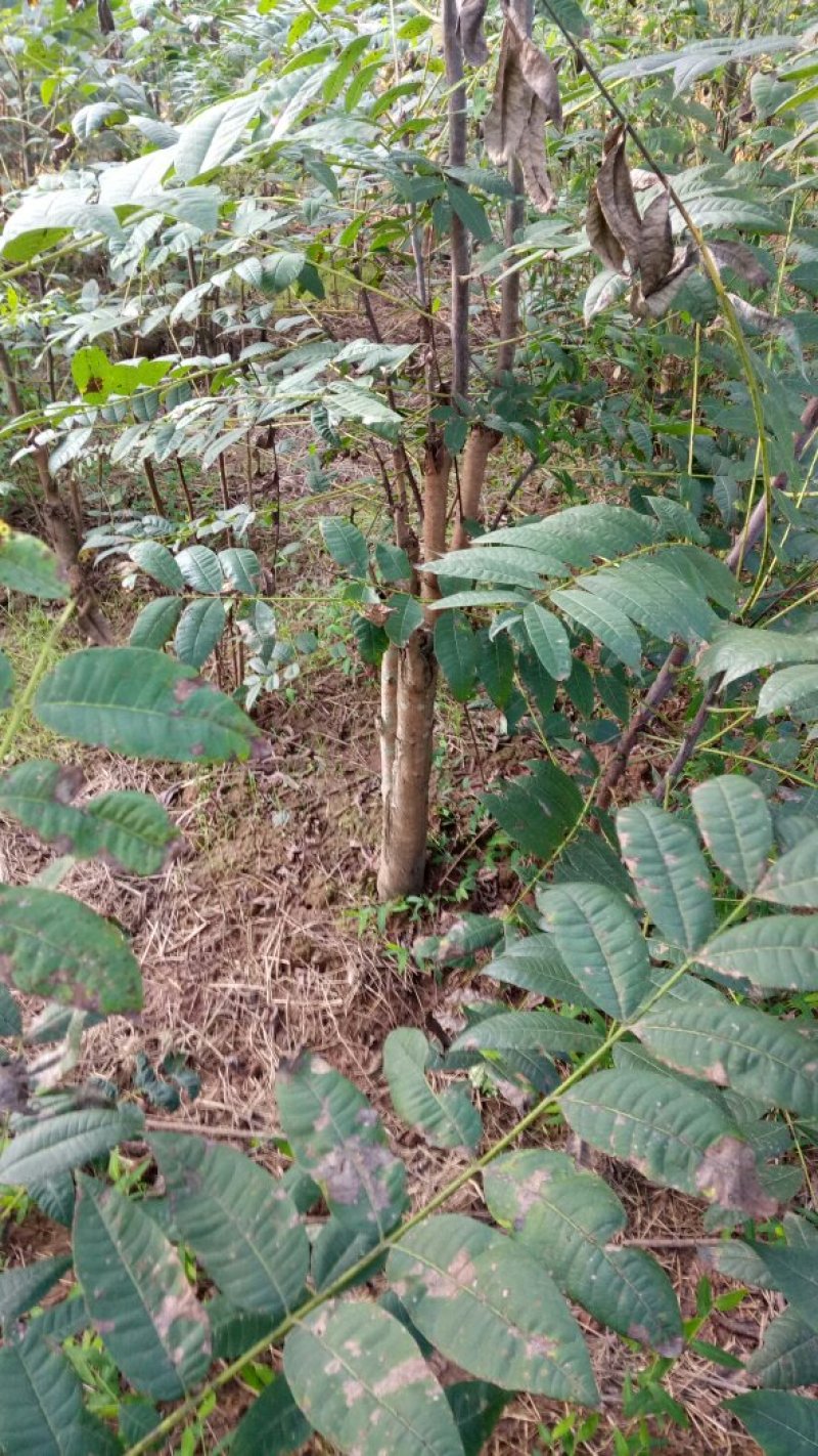 正宗本地红油香椿苗发芽早颜色红味香大量供应