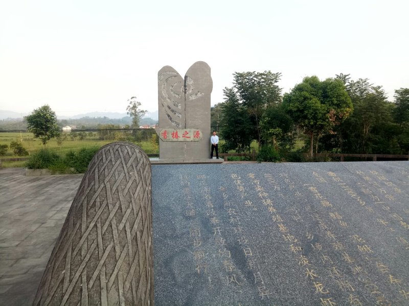 正宗本地红油香椿苗发芽早颜色红味香大量供应