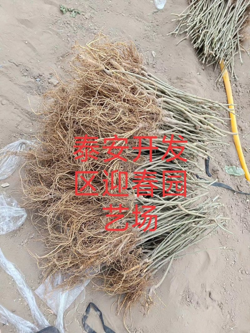 嫁接桑葚苗无籽大十台湾长果桑白珍珠