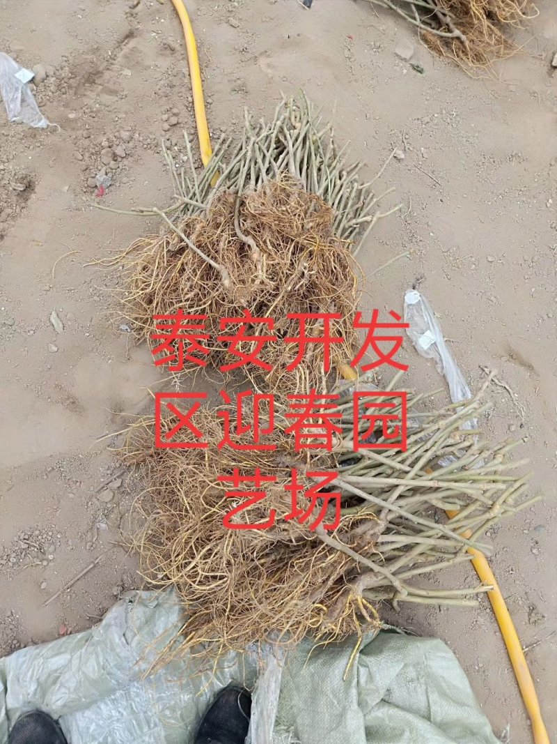 嫁接桑葚苗无籽大十台湾长果桑白珍珠