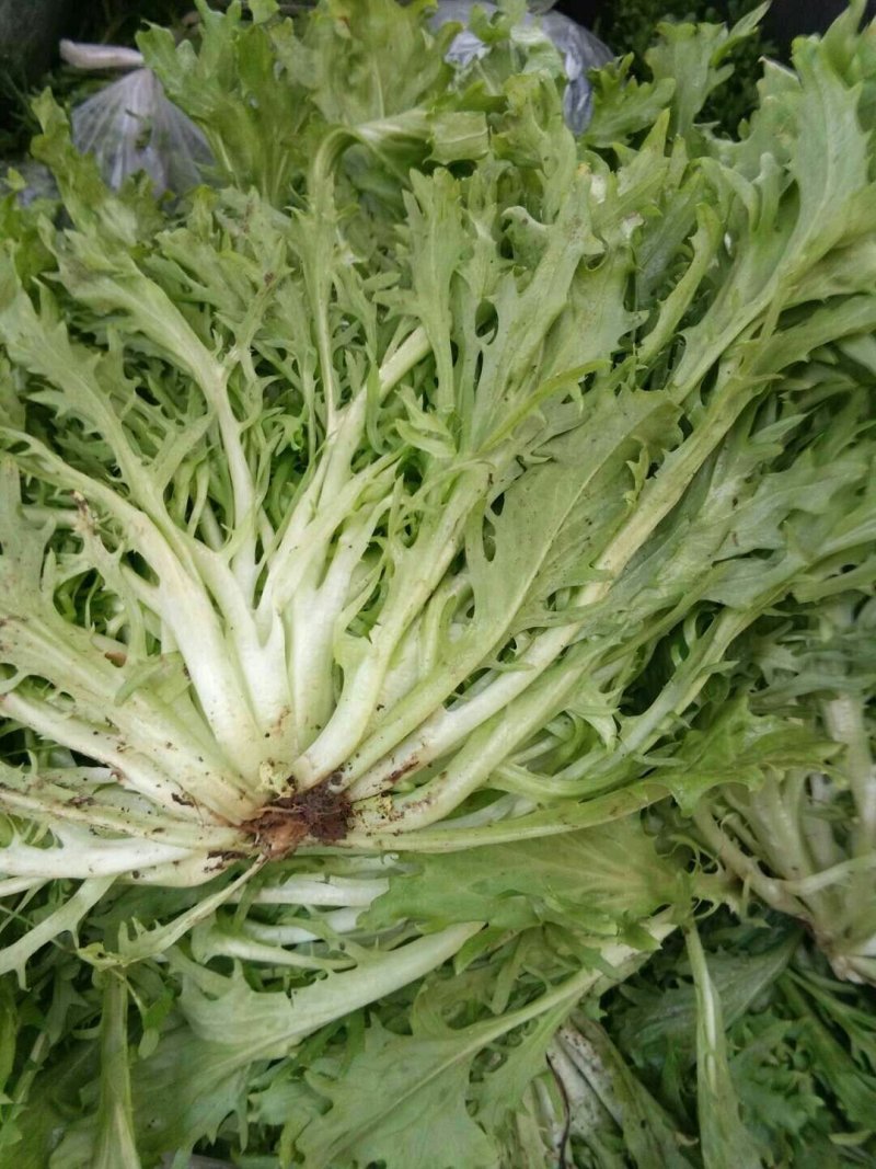 苦菊15~20cm