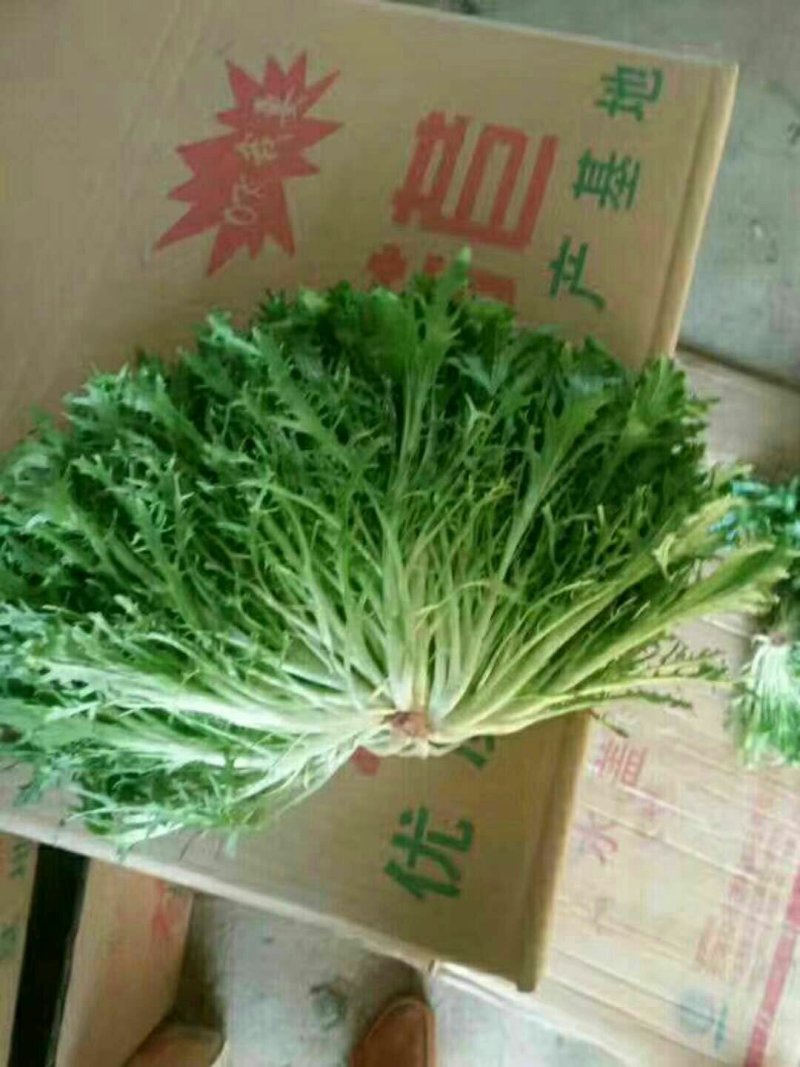 苦菊15~20cm