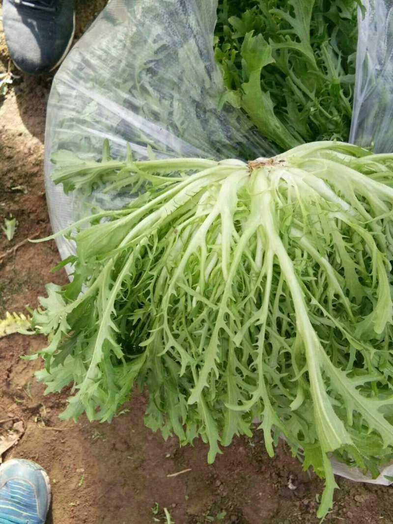 苦菊15~20cm