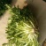 苦菊15~20cm