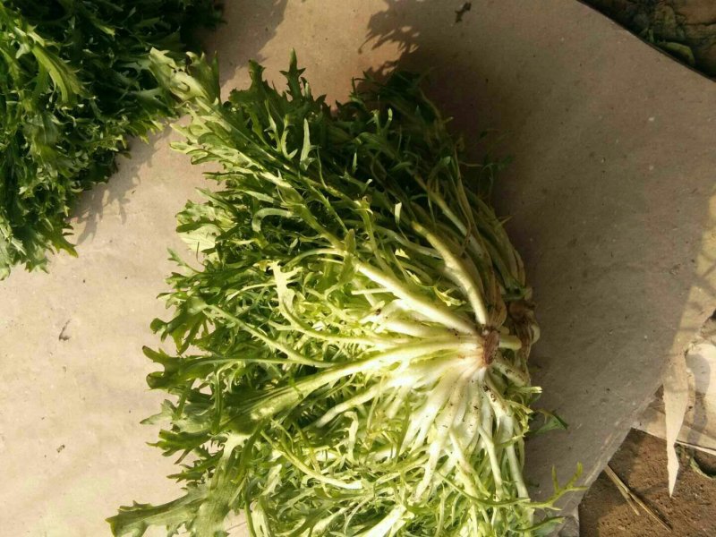苦菊15~20cm