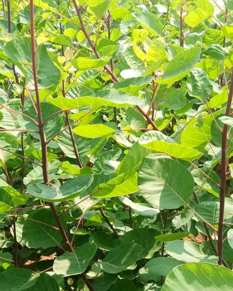 红栌苗8公分红栌黄栌苗美国红栌批发红栌种子