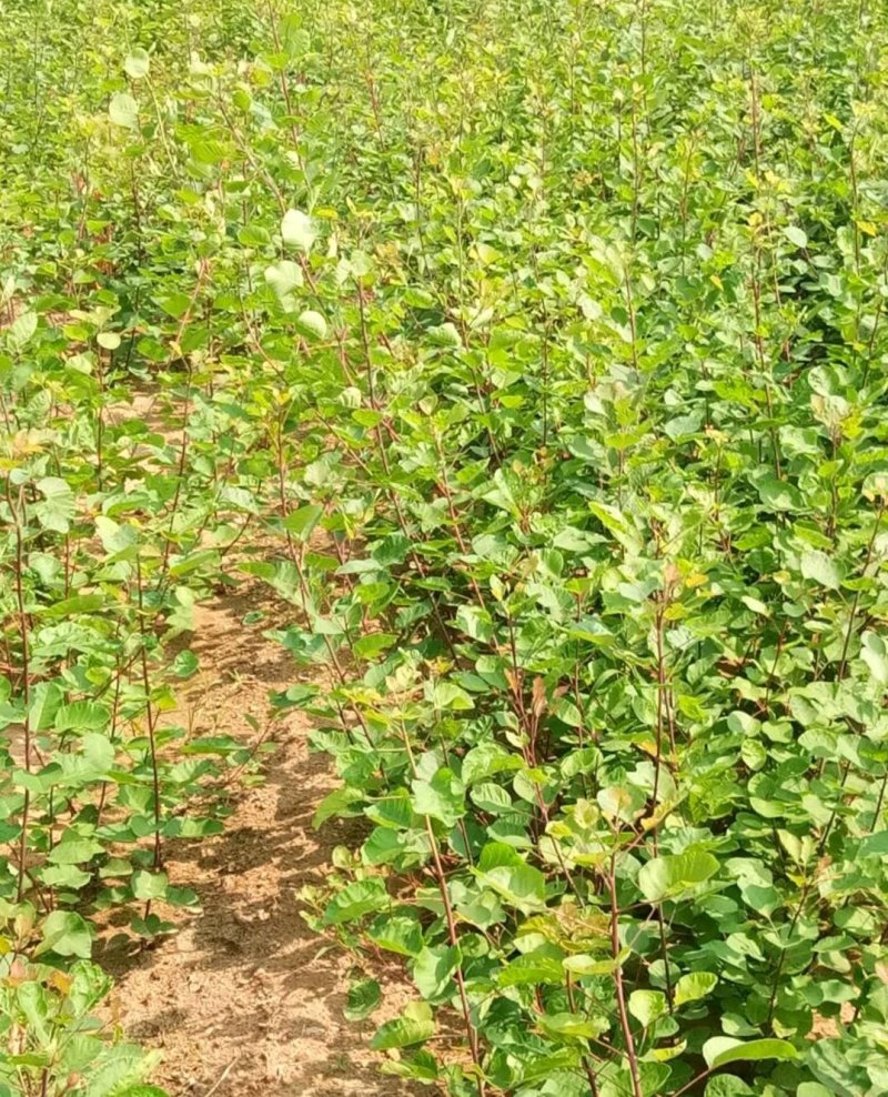红栌苗8公分红栌黄栌苗美国红栌批发红栌种子