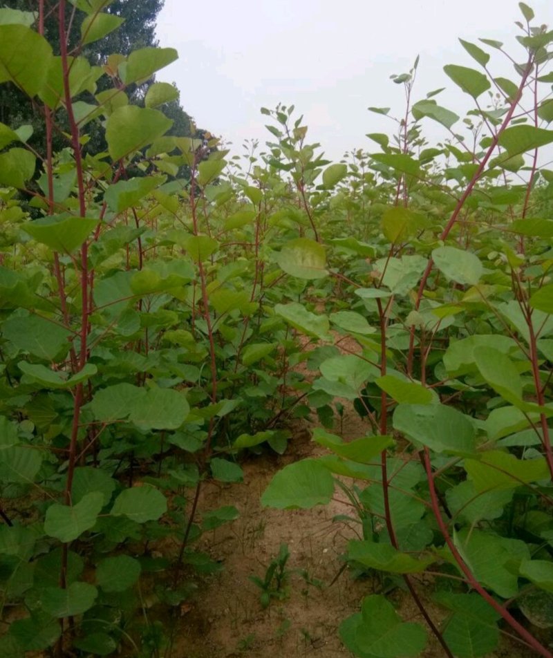红栌苗8公分红栌黄栌苗美国红栌批发红栌种子