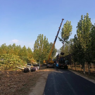 法桐米径3公分法桐价格