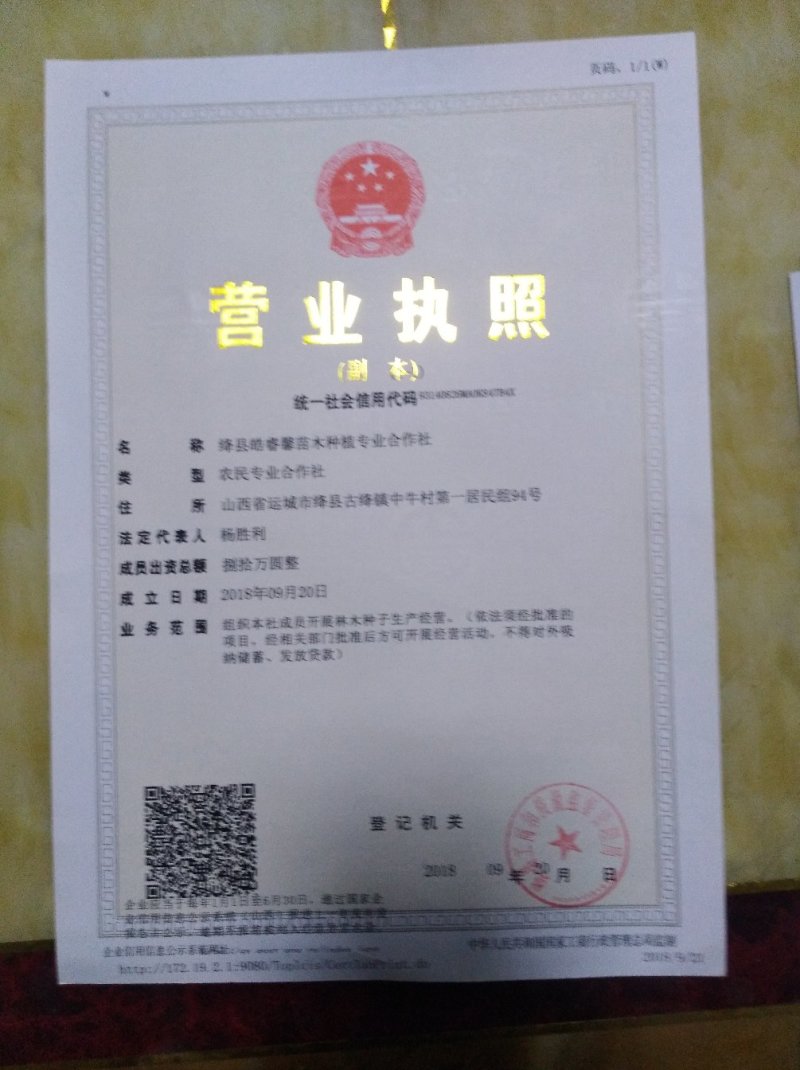 连翘苗，药用连翘苗巜一年连翘苗，2年连翘苗》杯苗连翘苗