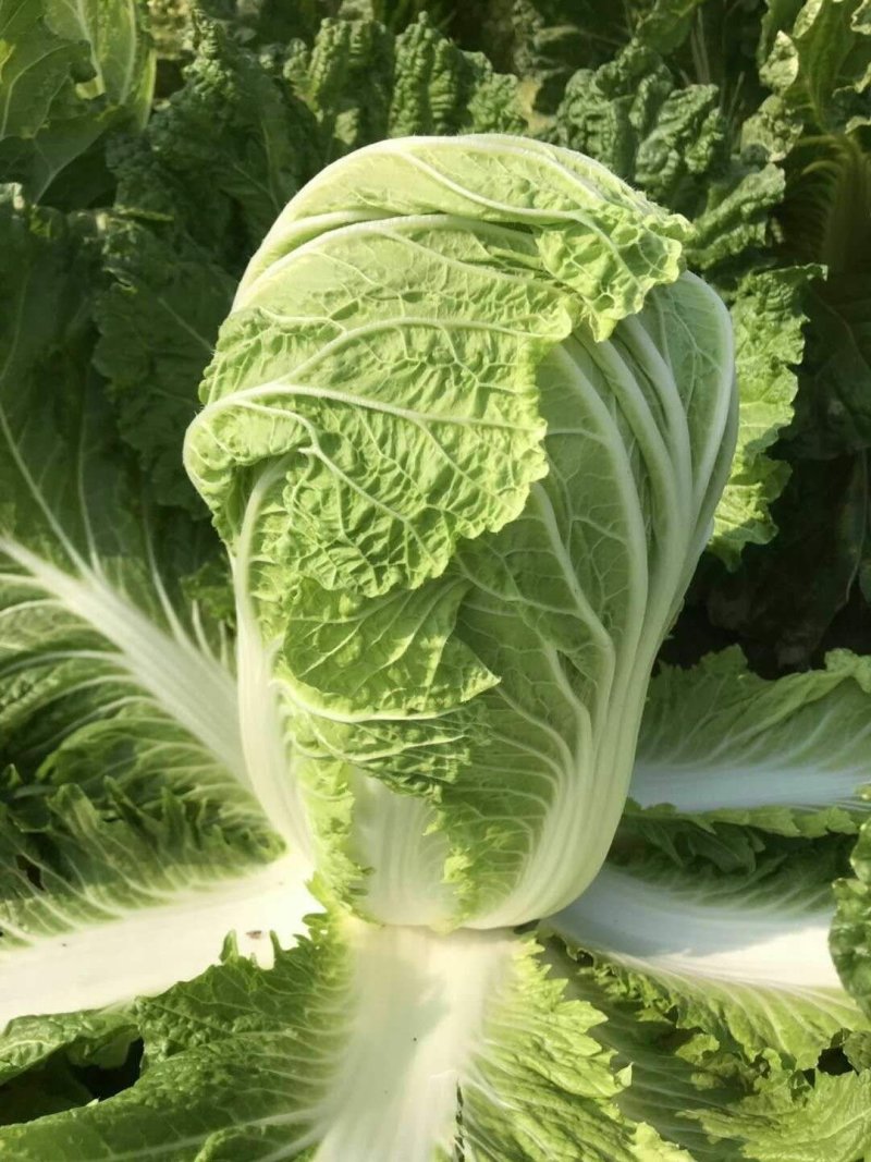 白菜青杂三号白菜净菜现货袋装散装