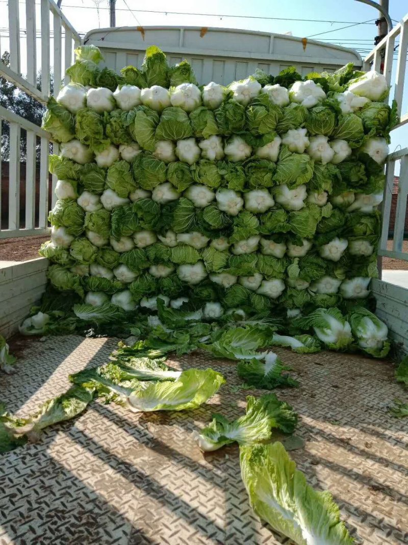 白菜青杂三号白菜净菜现货袋装散装