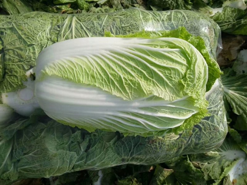 白菜青杂三号白菜净菜现货袋装散装