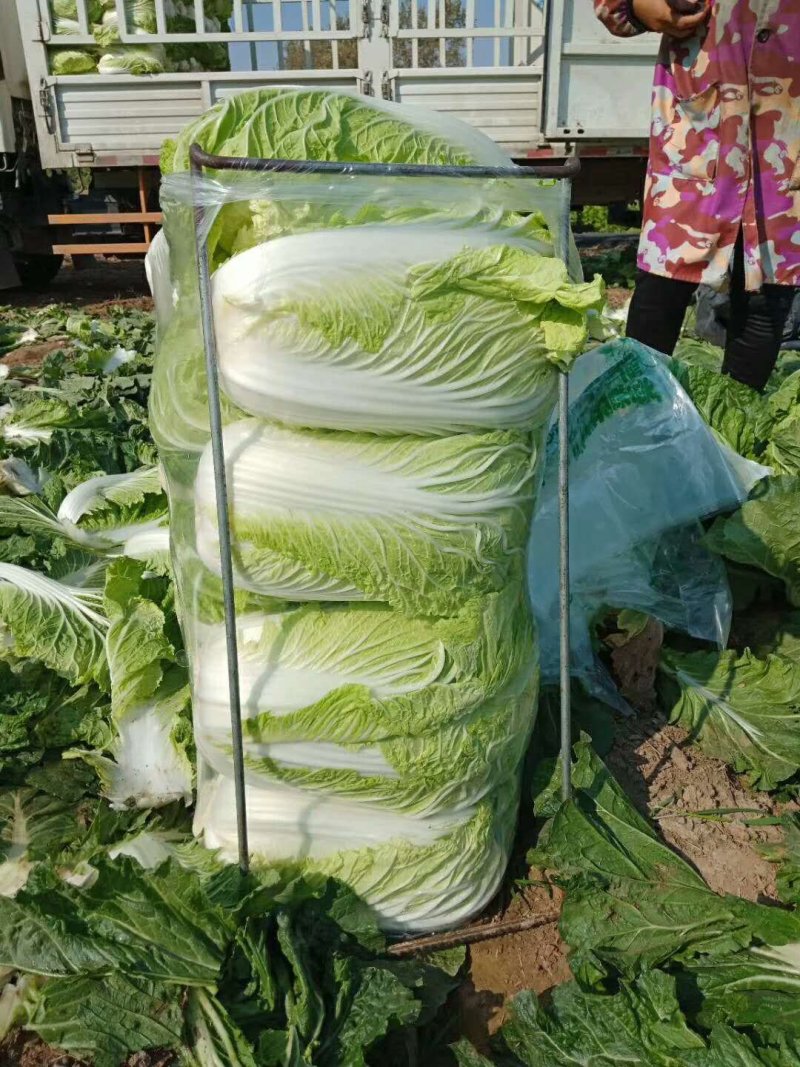 白菜青杂三号白菜净菜现货袋装散装