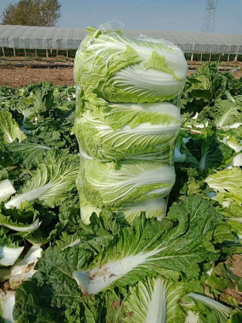 白菜青杂三号白菜净菜现货袋装散装