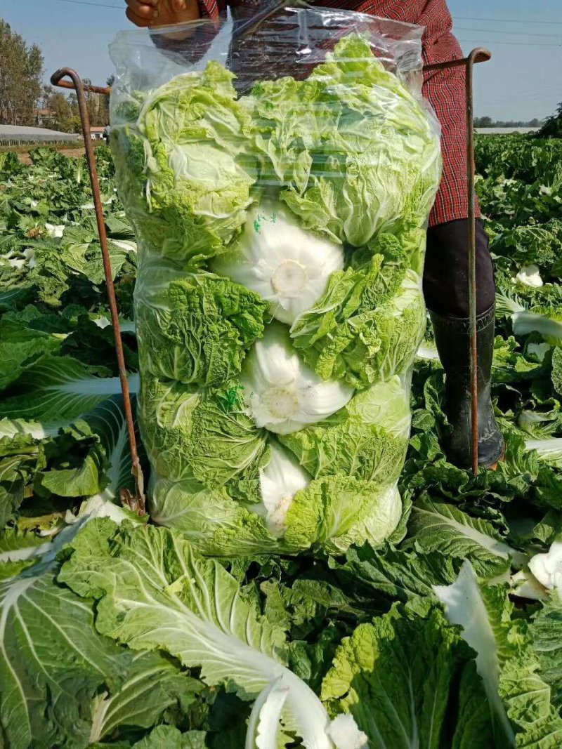白菜青杂三号白菜净菜现货袋装散装