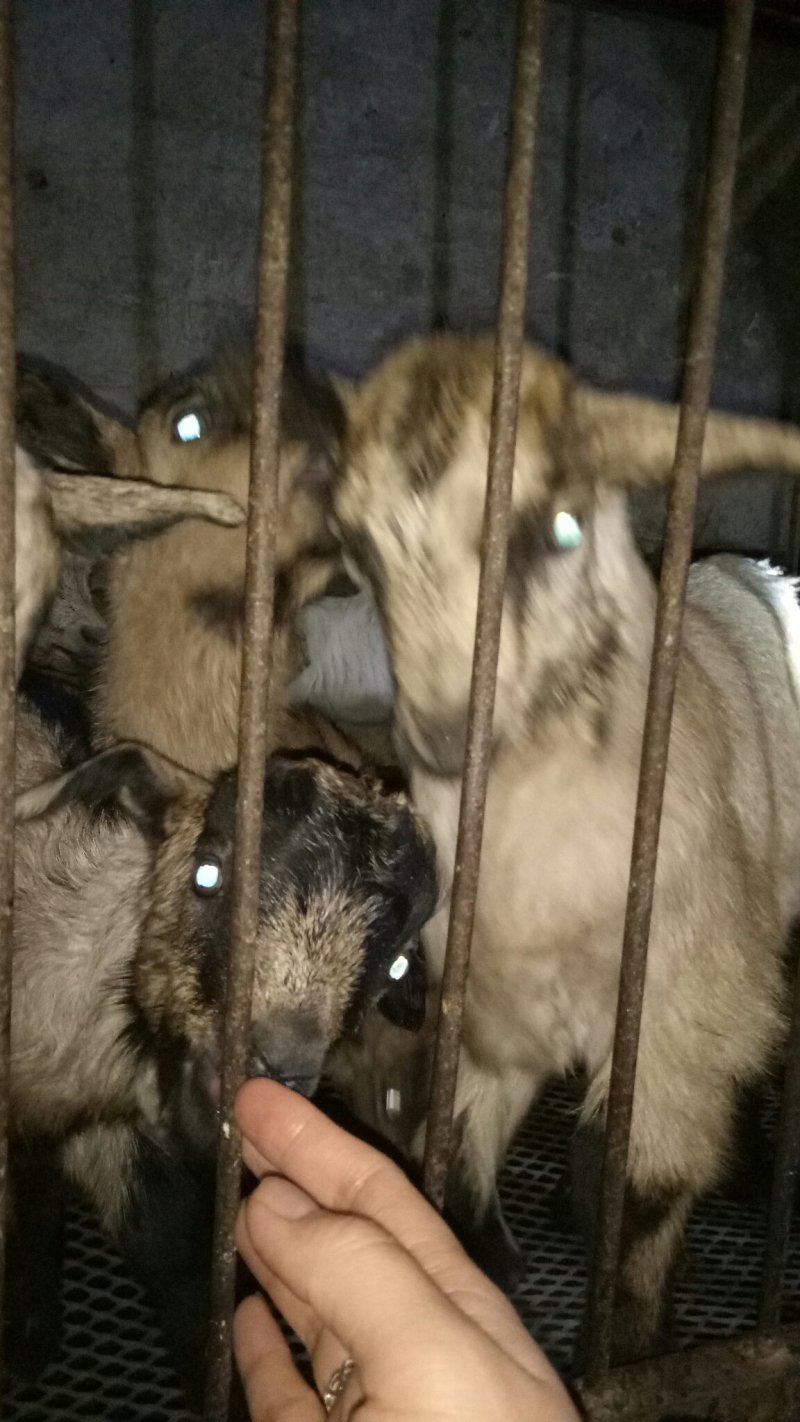 鹿羊羊仔