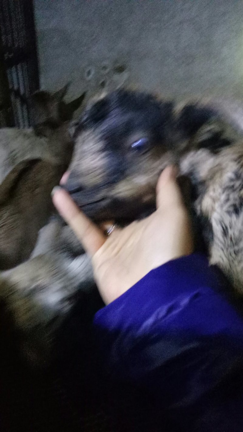 鹿羊羊仔
