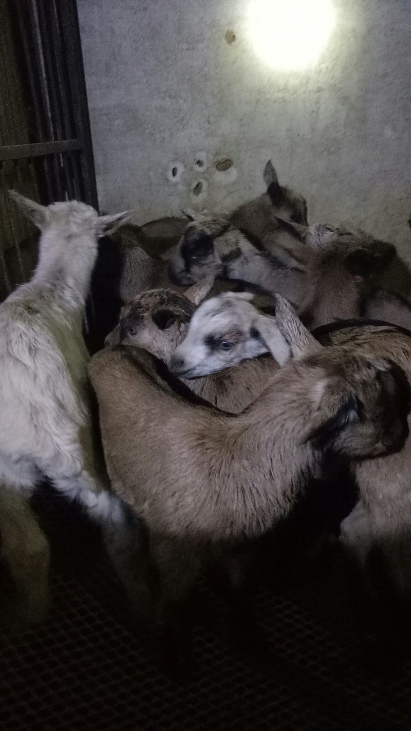 鹿羊羊仔