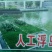 水生植物种植。荷花。芦苇，千屈菜。王昌普。睡莲。美人蕉。