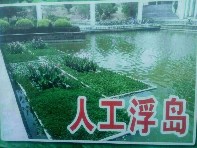 水生植物种植。荷花。芦苇，千屈菜。王昌普。睡莲。美人蕉。