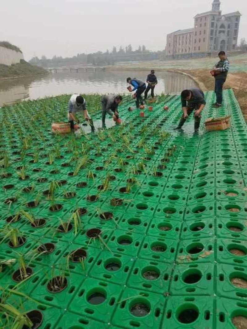 水生植物种植。荷花。芦苇，千屈菜。王昌普。睡莲。美人蕉。
