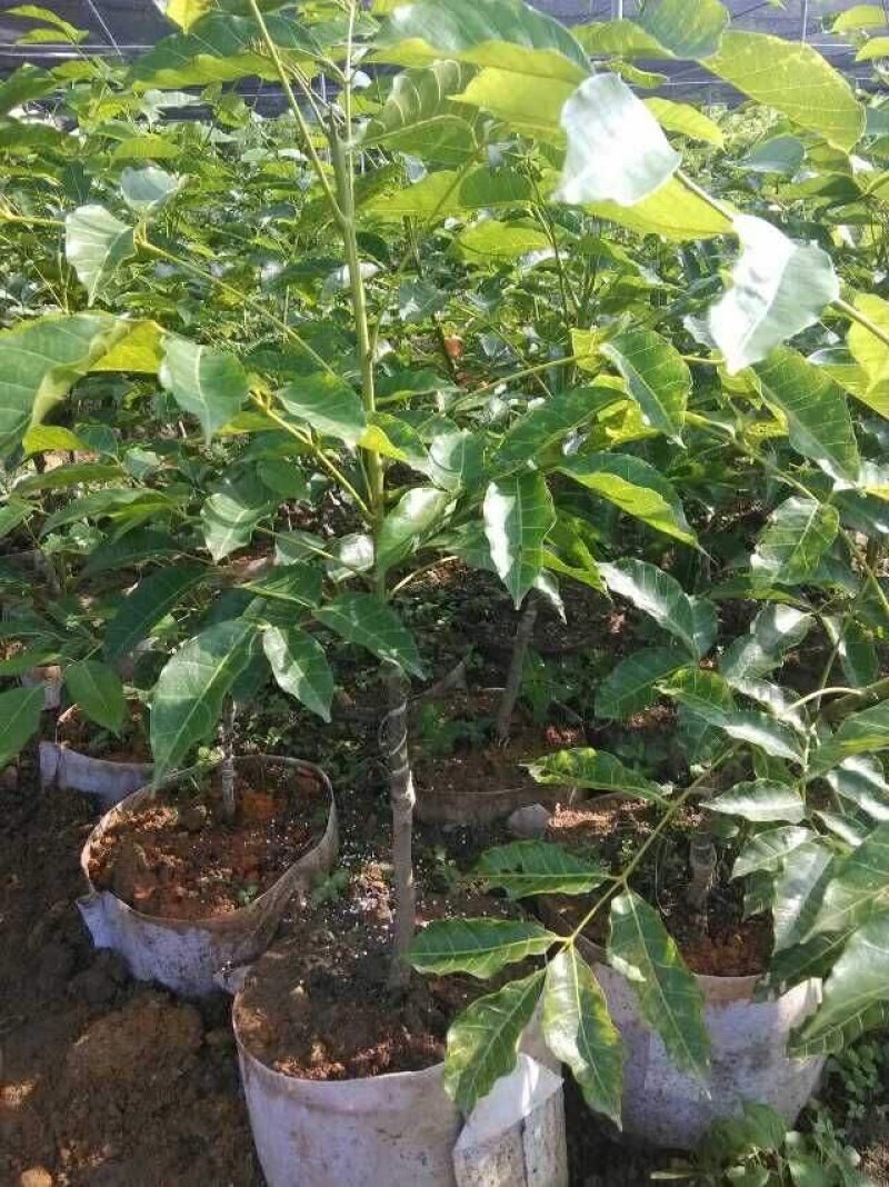 正宗黄橄榄树苗青橄榄苗油橄榄树嫁接乌橄榄树苗黑橄榄苗可盆