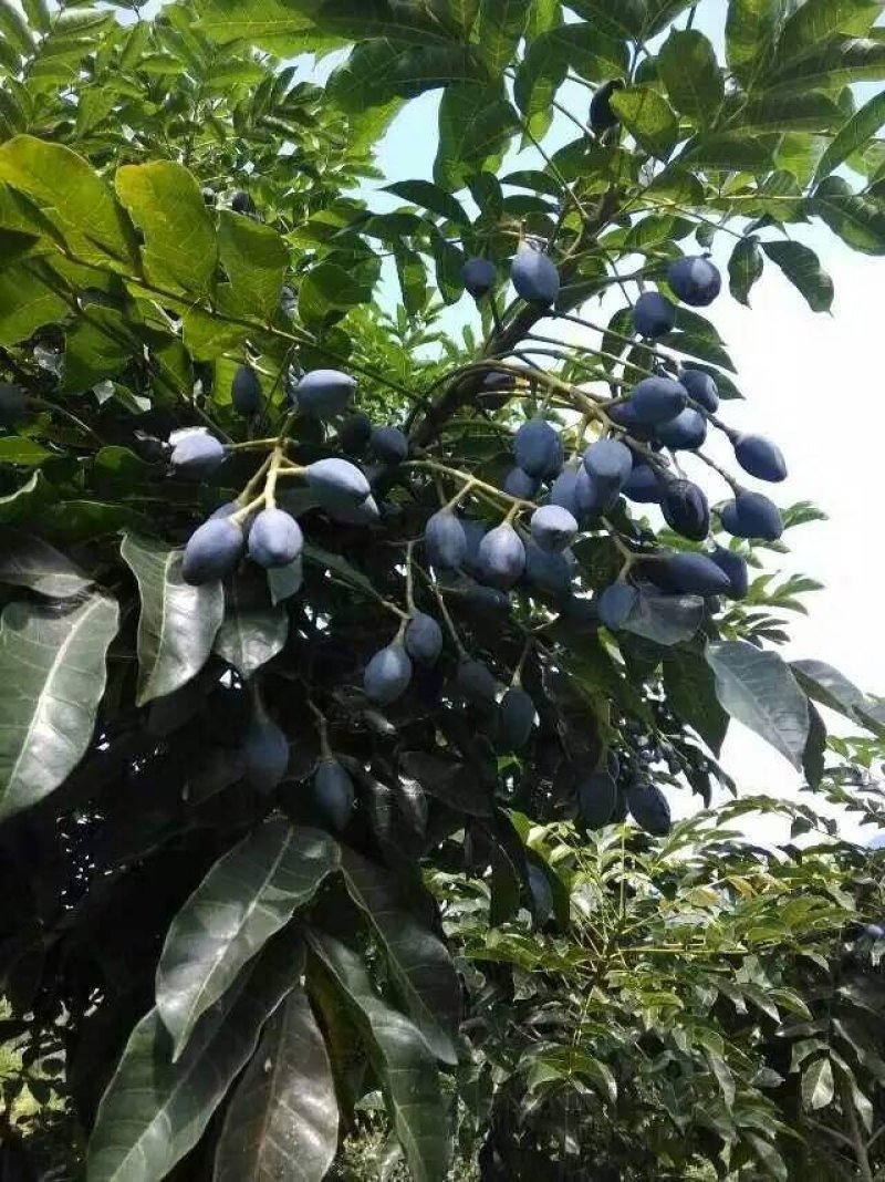 正宗黄橄榄树苗青橄榄苗油橄榄树嫁接乌橄榄树苗黑橄榄苗可盆