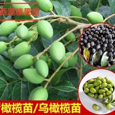正宗黄橄榄树苗青橄榄苗油橄榄树嫁接乌橄榄树苗黑橄榄苗可盆