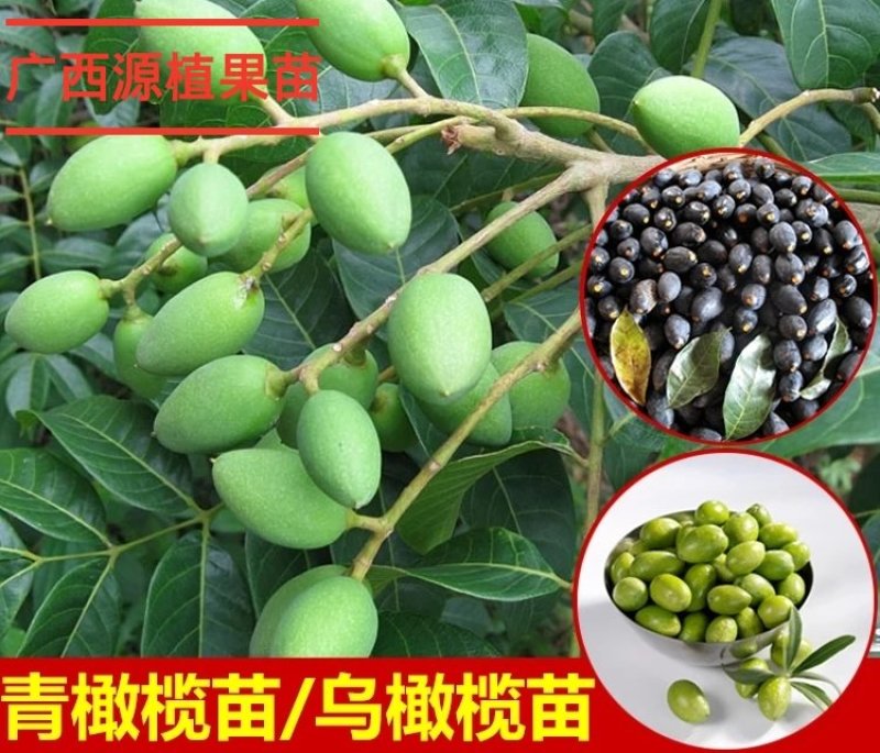 正宗黄橄榄树苗青橄榄苗油橄榄树嫁接乌橄榄树苗黑橄榄苗可盆
