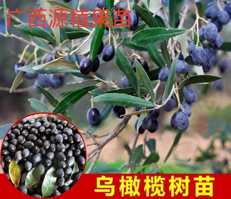 正宗黄橄榄树苗青橄榄苗油橄榄树嫁接乌橄榄树苗黑橄榄苗可盆