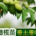 正宗黄橄榄树苗青橄榄苗油橄榄树嫁接乌橄榄树苗黑橄榄苗可盆