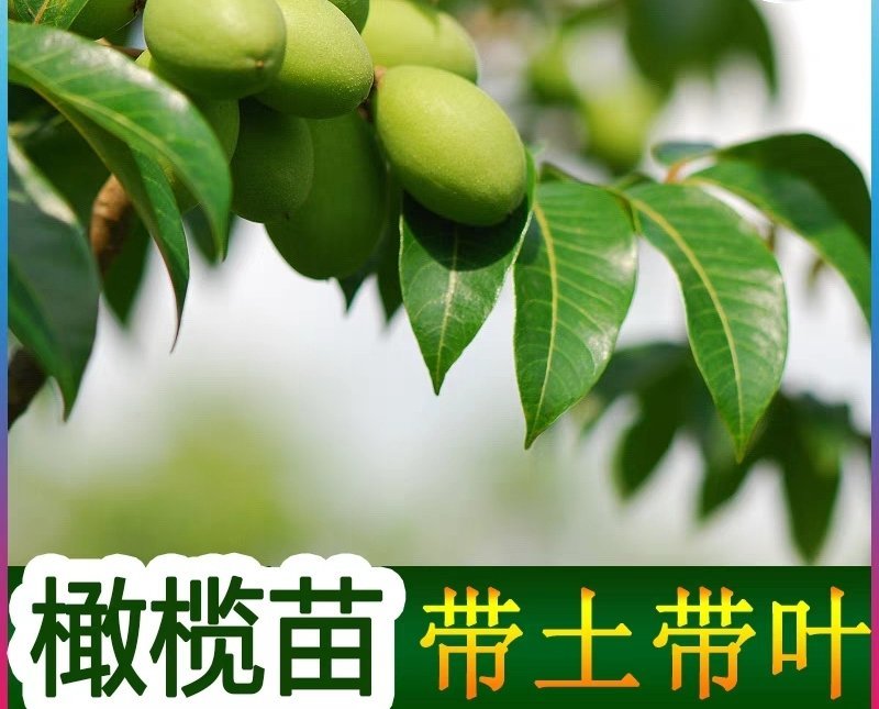 正宗黄橄榄树苗青橄榄苗油橄榄树嫁接乌橄榄树苗黑橄榄苗可盆