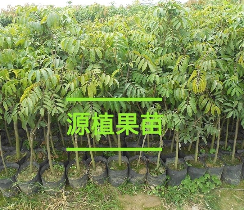 正宗黄橄榄树苗青橄榄苗油橄榄树嫁接乌橄榄树苗黑橄榄苗可盆