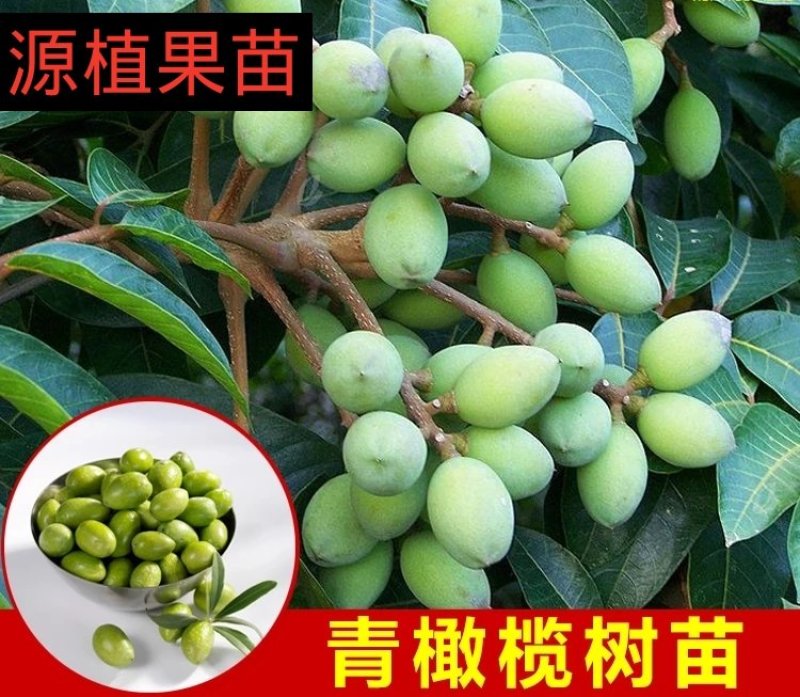正宗黄橄榄树苗青橄榄苗油橄榄树嫁接乌橄榄树苗黑橄榄苗可盆