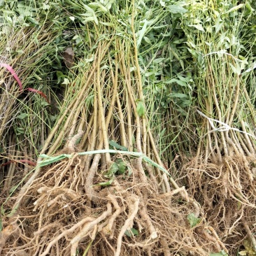 桃树苗，毛挑实生苗自家苗圃种植，现挖现发货